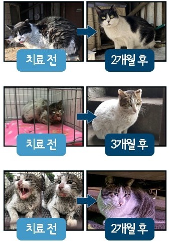 고양이 치과 치료 전후 사례